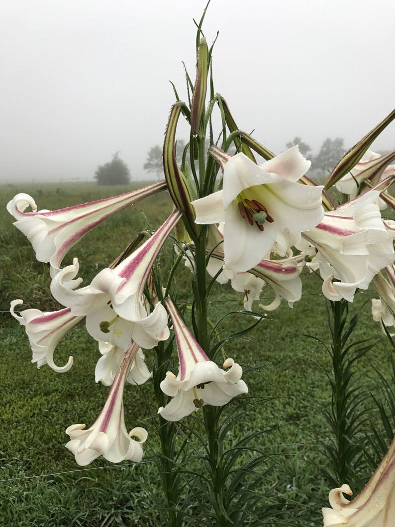 Lily Seeds, Formosa Lily Seeds, Heirloom Lily, 200 Flower Seeds, Lilium formosanum, Fresh From This Year's Crop image 3