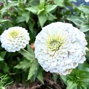 Benary’s Giant White Zinnia, 25 Zinnia Seeds, Great for Cut Flower Gardens