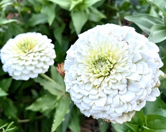 Benary's Giant White Zinnia Seeds: Cut Flower Garden (25 Seeds)