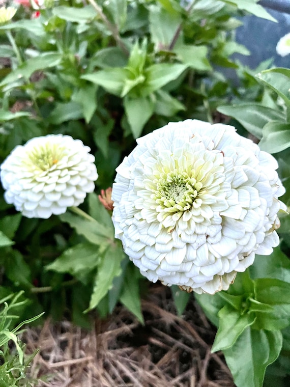 Zinnia blanca gigante de Benary 25 semillas de Zinnia ideal para