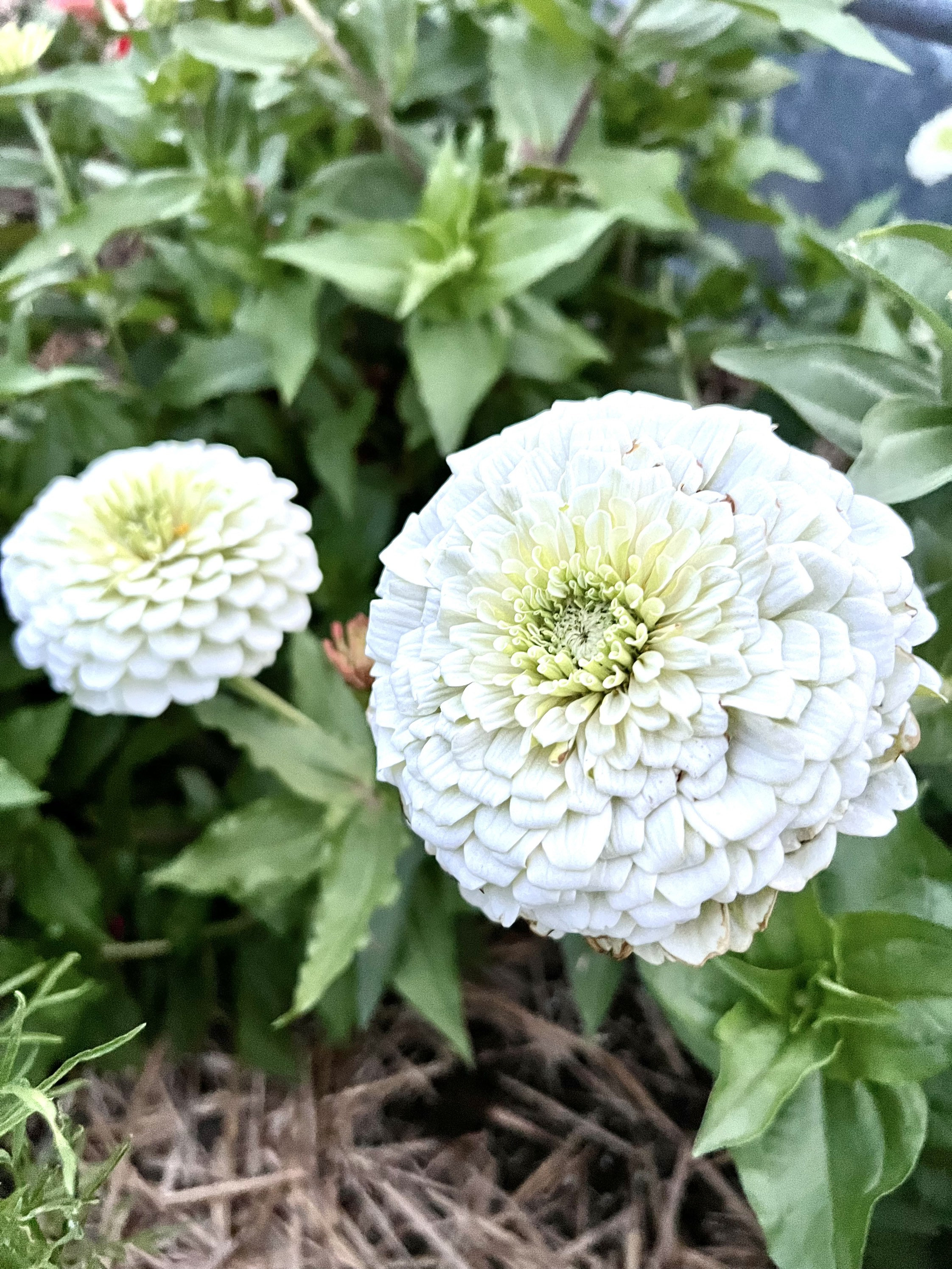 Benary's Giant White Zinnia Seeds: Cut Flower Garden (25 Seeds) - Etsy