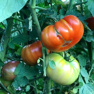 Heirloom Beefsteak Tomato Seeds, Italian Beefsteak Slicing Tomato, Great for Container Gardens