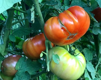 Heirloom Beefsteak Tomato Seeds, Italian Beefsteak, Large Red Slicing Tomato, Great for Container Gardens and Urban Gardens