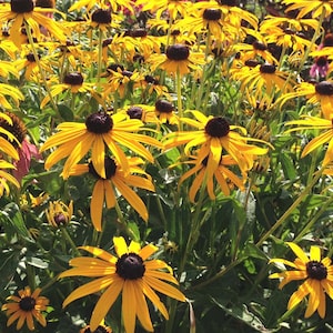 Rudbeckia fulgida, Goldsturm Rudbeckia, 45 Black Eye Susan Seeds,