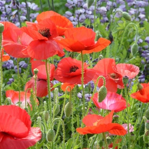 Shirley Poppy Seeds, 200+ Seeds Mixed Papaver rhoeas Seeds, Great for Bee Friendly Gardens