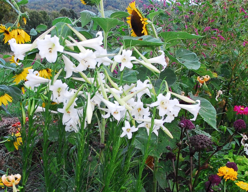Lily Seeds, Formosa Lily Seeds, Heirloom Lily, 200 Flower Seeds, Lilium formosanum, Fresh From This Year's Crop image 5