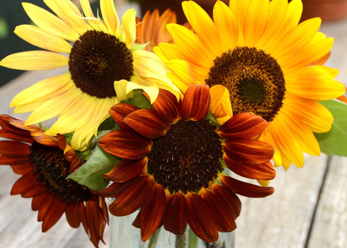 Sunflower Seeds Autumn Beauty Sunflowers Mixed Color Etsy
