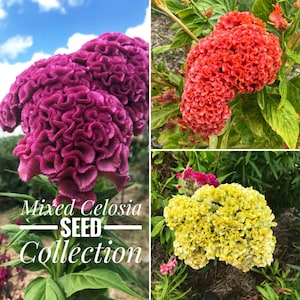 Mix Celosia Seeds, Celosia argentea Seed, Large Celosia Brains, Great for Cut Flower Gardens and Dried Flowers, Easy to Grow Celosia Seeds