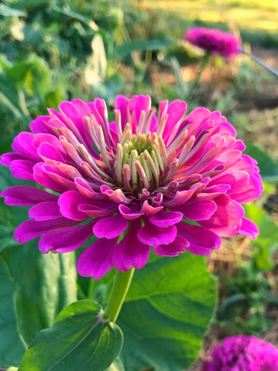 Purple Zinnia Seeds Benary’s Giant Purple Zinnia Flower | Etsy