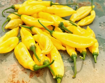 Lemon Drop Pepper Seeds: Heirloom Aji Limon Chile, Home Canning