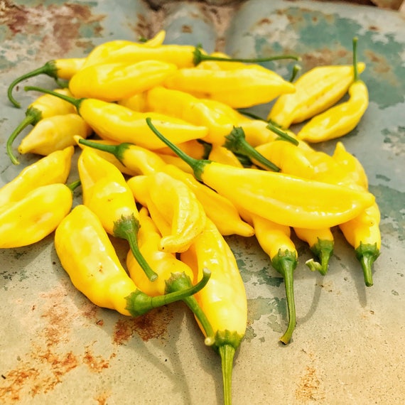 30 Lemon Pepper or Lemon Drop Pepper Seeds Aji Lemon//Limon