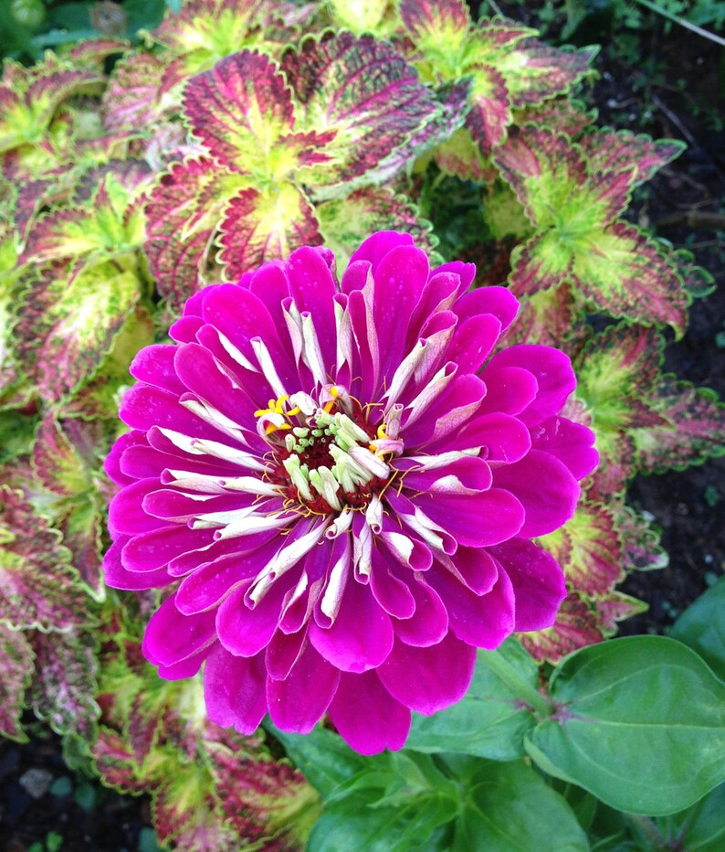 Benary's Giant Wine Zinnia Seeds Large Purple Zinnias Etsy