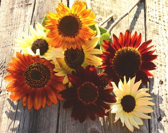 Mixed Sunflower Seeds, 25 Seeds for Mixed Color Sunflowers, Great for Pollinator Gardens