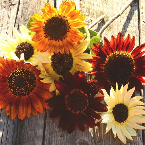 Mixed Sunflower Seeds, 25 Seeds for Mixed Color Sunflowers, Great for Pollinator Gardens