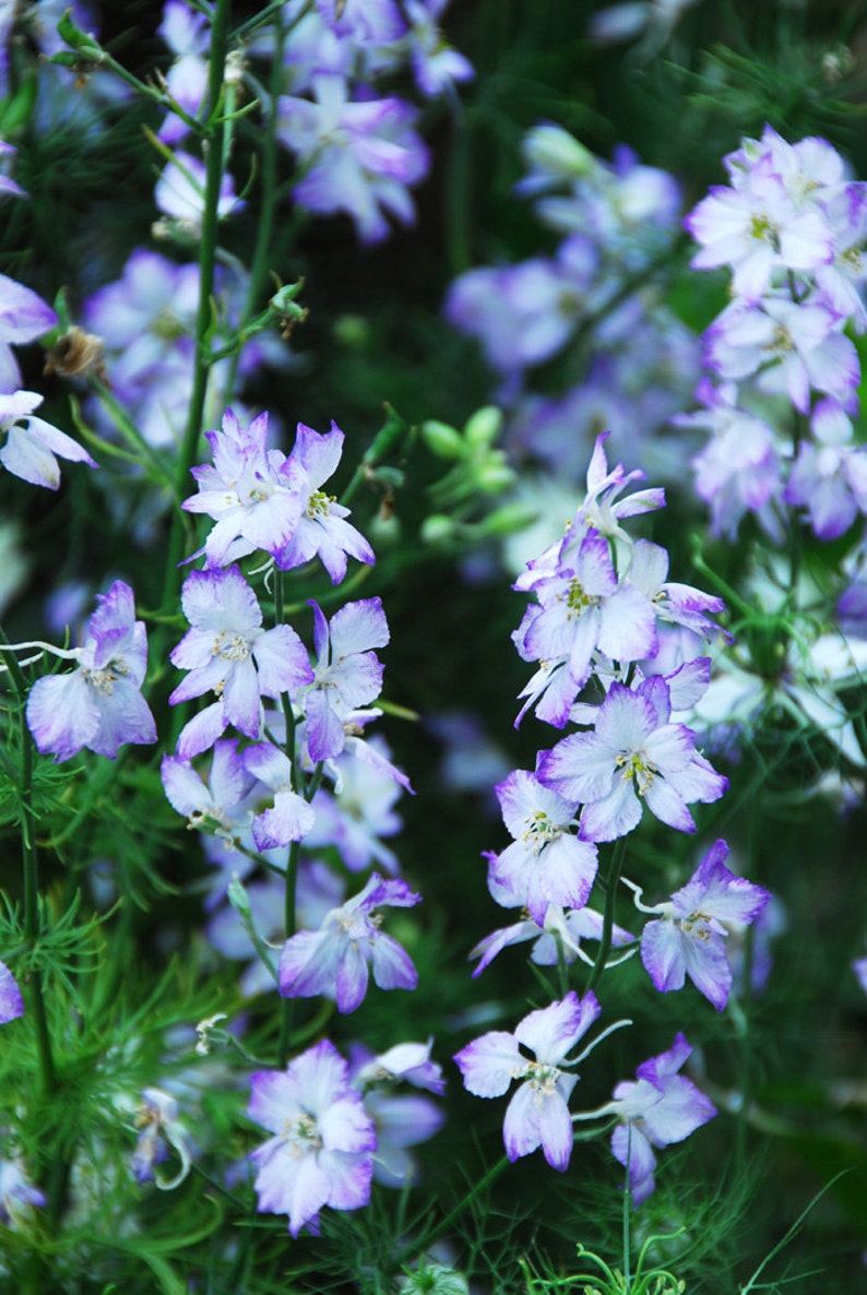 Larkspur Mix Seeds Purple Larkspur Consolida ambigua Seeds
