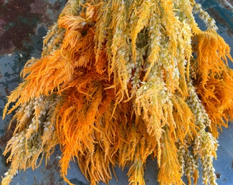 Pampas Plume Celosia Seed, 100 Seeds Yellow Plume Celosia