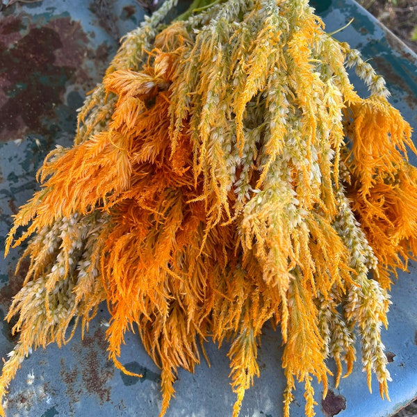 Yellow Pampas Plume Celosia Seeds (100 Seeds)