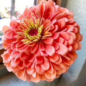 May include: A close-up of a vibrant coral pink zinnia flower with a yellow center. The flower has many petals and is in full bloom.