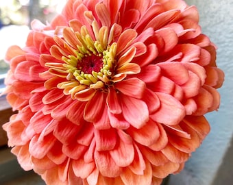 Benary's Salmon Rose Zinnia, 20 Zinnia Seeds for Cut Flower Gardens