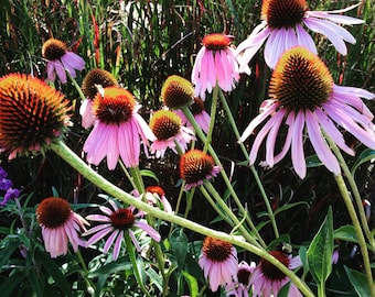 Echinacea Purpurea Seed: Purple Coneflower for Pollinator Gardens (35 Seeds)