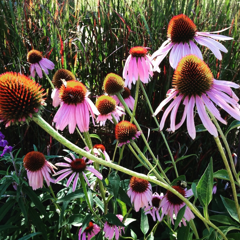 Purple coneflower blooming in the summer garden
