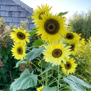 Lemon Queen Sunflower Seeds, Great for Pollinator Gardens