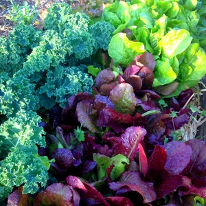 Lettuce Seed, Mixed Lettuce Blend, Red Leaf Lettuce, Green Lettuce, Great for Small Space Gardens Heirloom Lettuce Non GMO Lettuce Varieties image 2