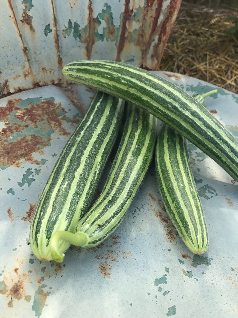 ARMENIAN STRIPED CUCUMBER 15 Seeds spring summer vegetable garden YARD LONG easy