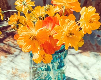 Bright Lights Cosmos, Red, Yellow and Orange Cosmos sulphureus Seeds