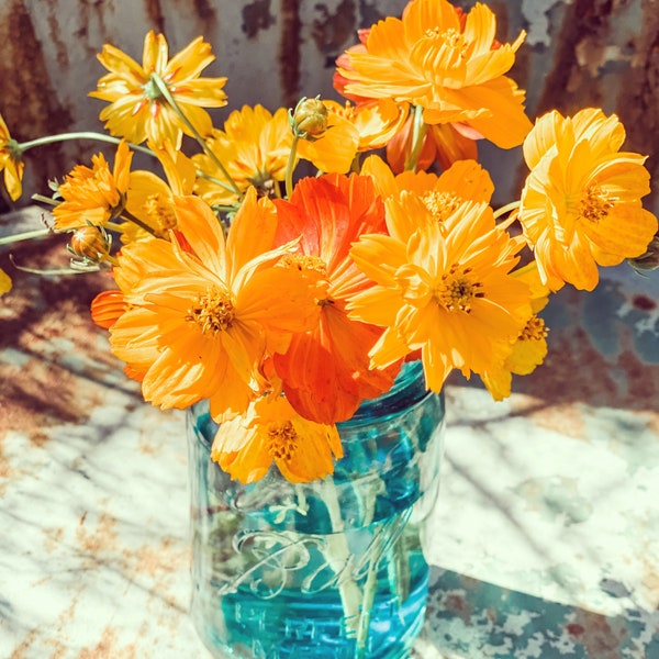 Bright Lights Cosmos, Red, Yellow and Orange Cosmos sulphureus Seeds