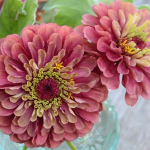Queen Red Lime Zinnia, 20 Seeds Red Lime Zinnia, Great for Cut Flower Gardens and Butterfly Gardens image 2