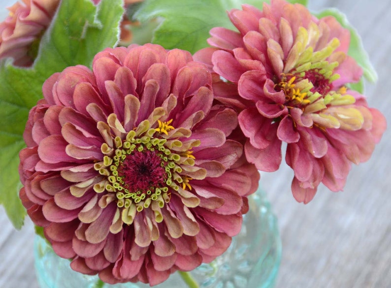 Queen Red Lime Zinnia, 20 Seeds Red Lime Zinnia, Great for Cut Flower Gardens and Butterfly Gardens image 2