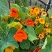 see more listings in the Flower Seeds section