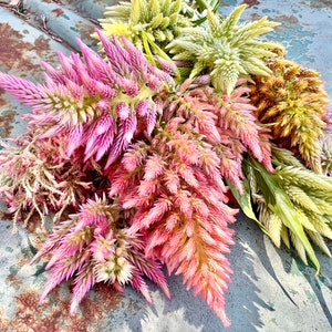 Rainbow Sherbet Plume Celosia in shades of pink, peach and cream