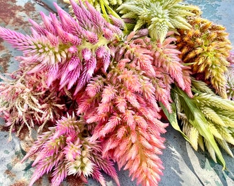 Summer Sherbet Celosia Seed, 50 Seeds Rainbow Sherbet Plume Celosia