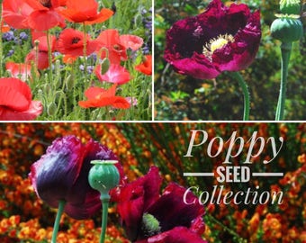 Poppy Seed Variety Pack, 4 Packs of Poppies, Great for Cottage Gardens and Bee Friendly Gardens