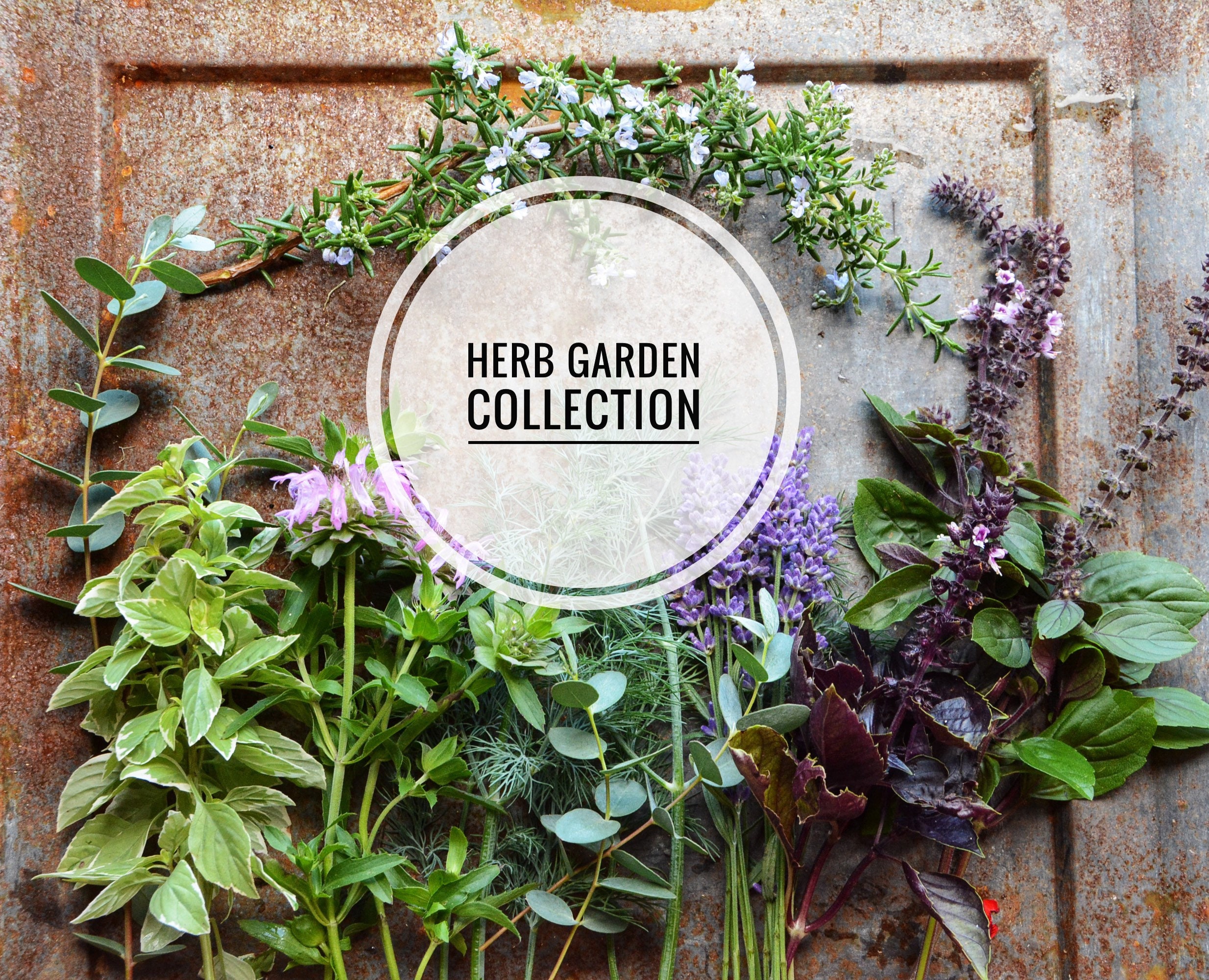Herb Garden Seed Collection: 12 Culinary & Aromatic Varieties - Etsy