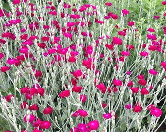 Rose Campion Seeds, Lychnis coronaria, Heirloom Seeds, Cottage Style Garden Favorite, Great Drought Tolerant Perennial Plant