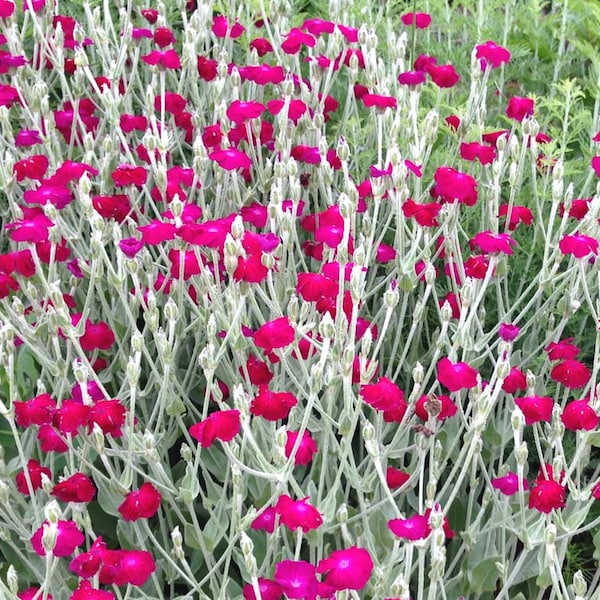 Rose Campion Seeds, Lychnis coronaria, Heirloom Seeds, Cottage Style Garden Favorite, Great Drought Tolerant Perennial Plant