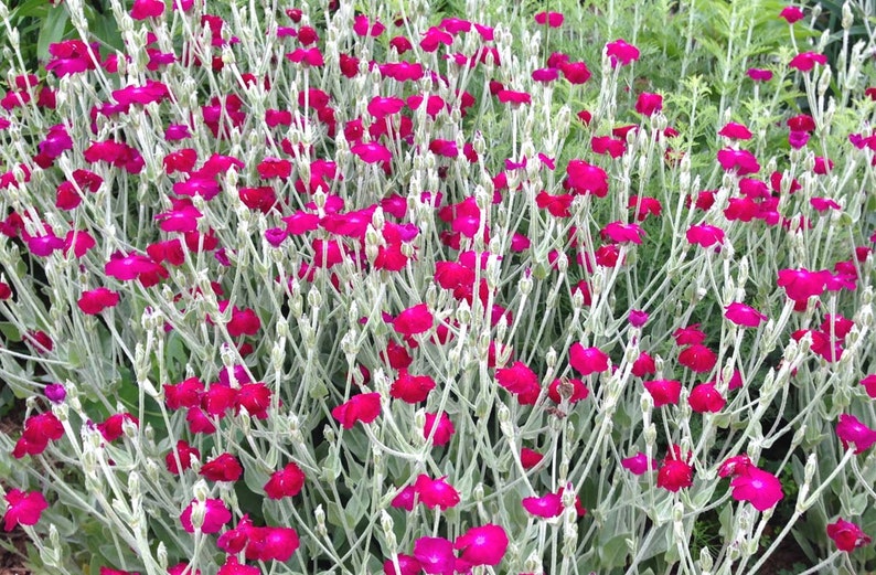 Rose Campion Seeds, Lychnis coronaria, Heirloom Seeds, Cottage Style Garden Favorite, Great Drought Tolerant Perennial Plant image 1