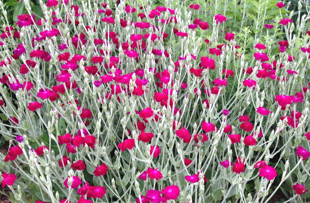 Rose Campion Seeds: Magenta Perennial for Cottage Gardens