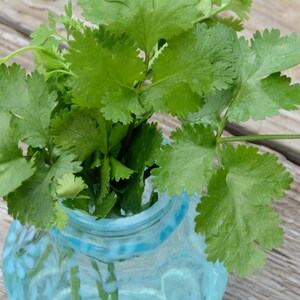 fresh cilantro from the herb garden