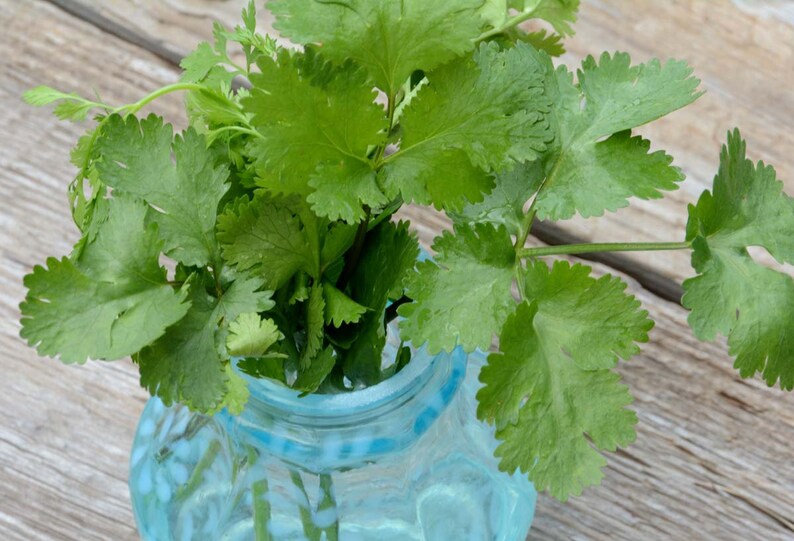 fresh cilantro from the herb garden
