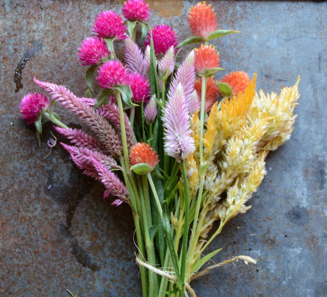 5 Flower Seed Varieties, Easy to Grow Flowers for Cut Flower Gardens