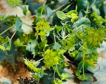 Bupleurum Seeds, 50 Seeds for Green Gold, Excellent Filler Flower for Cut Flower Gardens