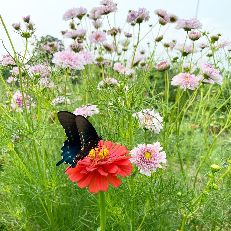 Cut Flower Garden Kit, Easy to Grow Summer Flower Seeds, Great for Pollinator Gardens image 7