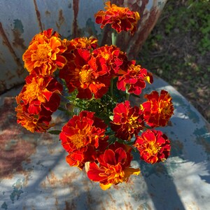 rich red annual marigold Queen Sophia seeds