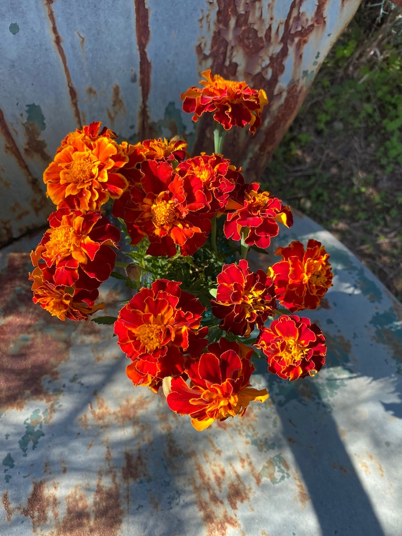 rich red annual marigold Queen Sophia seeds