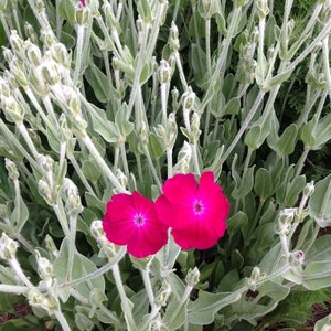 Rose Campion Seeds, Lychnis coronaria, Heirloom Seeds, Cottage Style Garden Favorite, Great Drought Tolerant Perennial Plant image 5