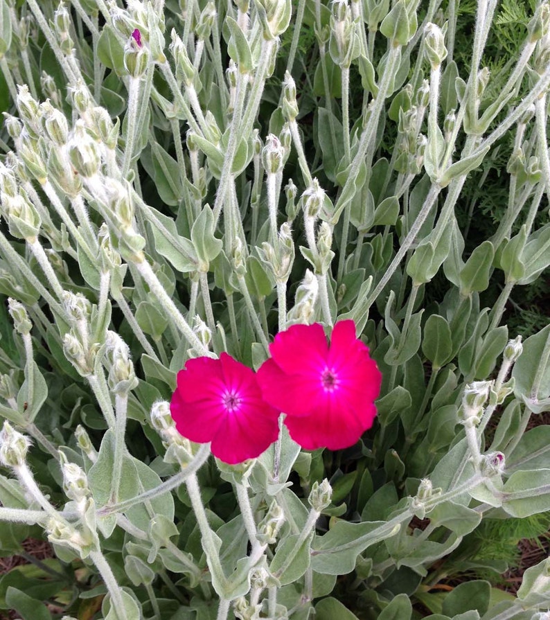 Rose Campion Seeds, Lychnis coronaria, Heirloom Seeds, Cottage Style Garden Favorite, Great Drought Tolerant Perennial Plant image 5